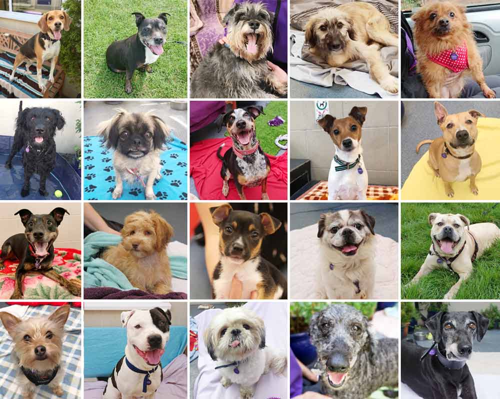 rehomed rescue dogs from Mayhew