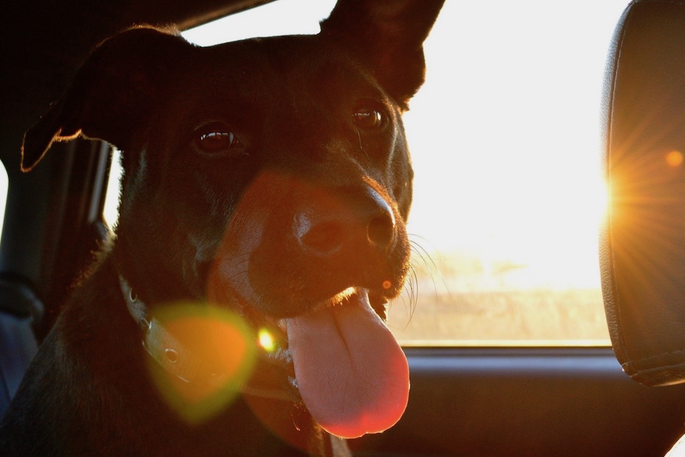 A dog in a car